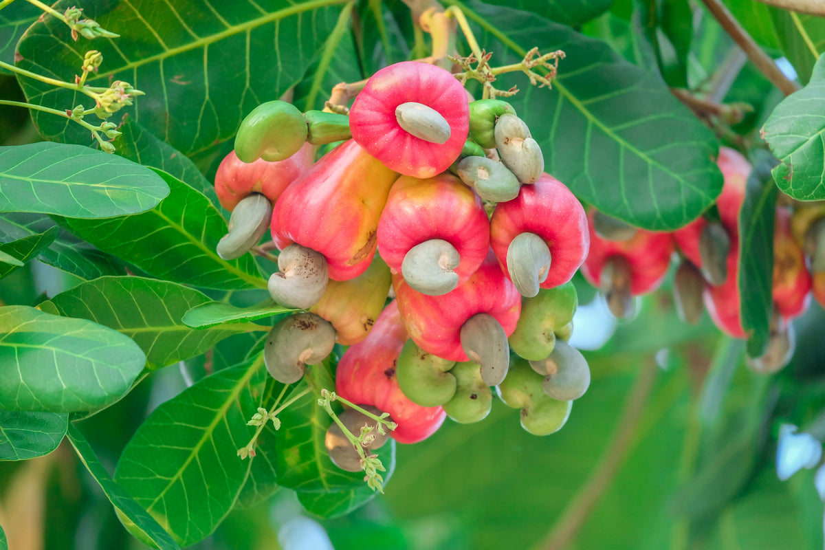 Where Do Cashews Grow where-do-cashews-grow