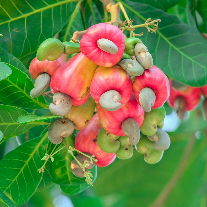 cashews growing on a tree