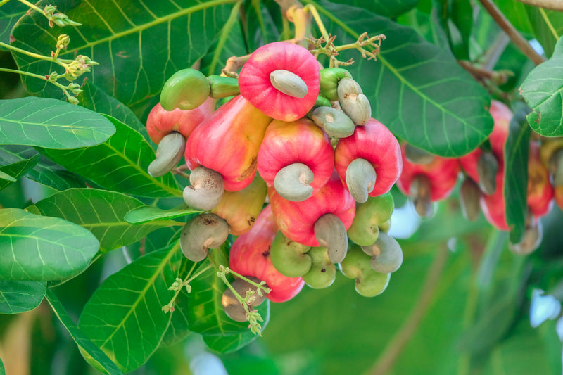 cashew nut fruit tree