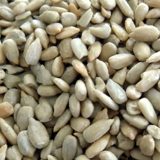 Sunflower Seeds, Roasted and Salted (14 oz) - The Nut Garden